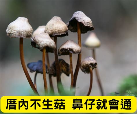 發黴|黴菌